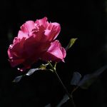 Rose chandra maeder n