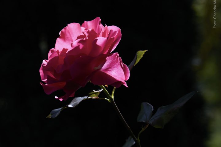 Rose chandra maeder n