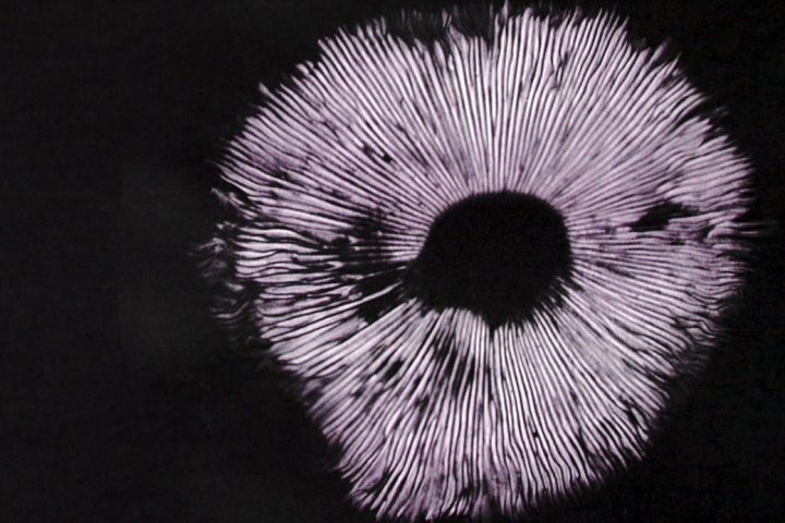 Web Mushroom1