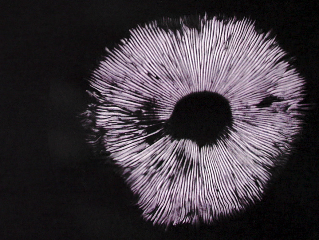 Web Mushroom1